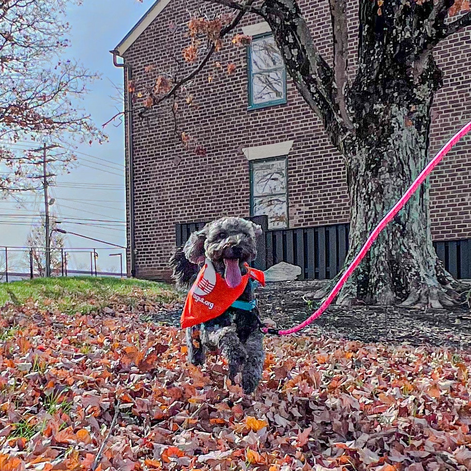 Dog posing in fall leaves at Campbell Station Inn in Farragut