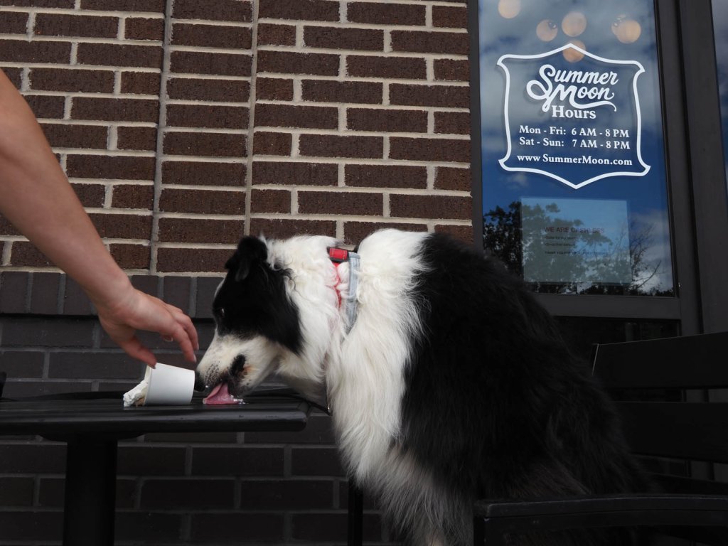 Photo of dog eating a treat at Summer Moon Coffee in Farragut