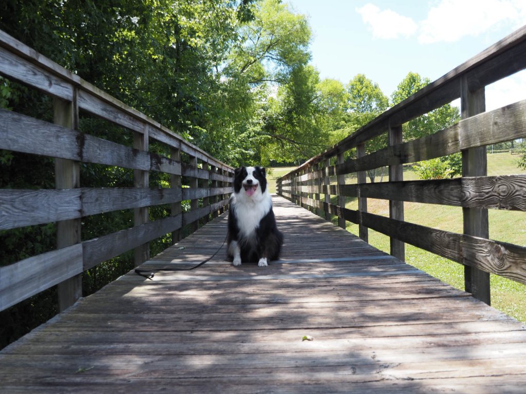 Photo of dog posing happily on a walking bridge at Mayor Bob Leonard Park