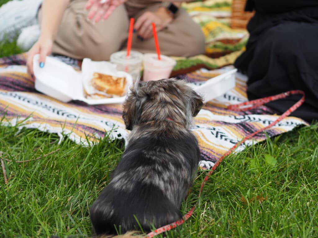 Picnic from Fruition Cafe with Dog at McGill Plaza Park