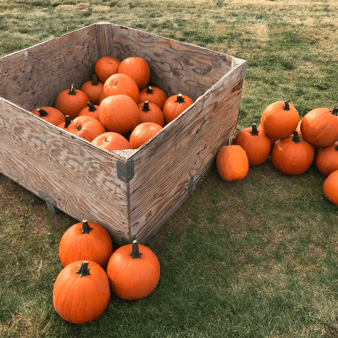 Harvest Jam Visit Farragut